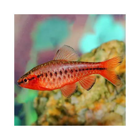 Barbus capoeta titteya - 2.5 - 3 cm