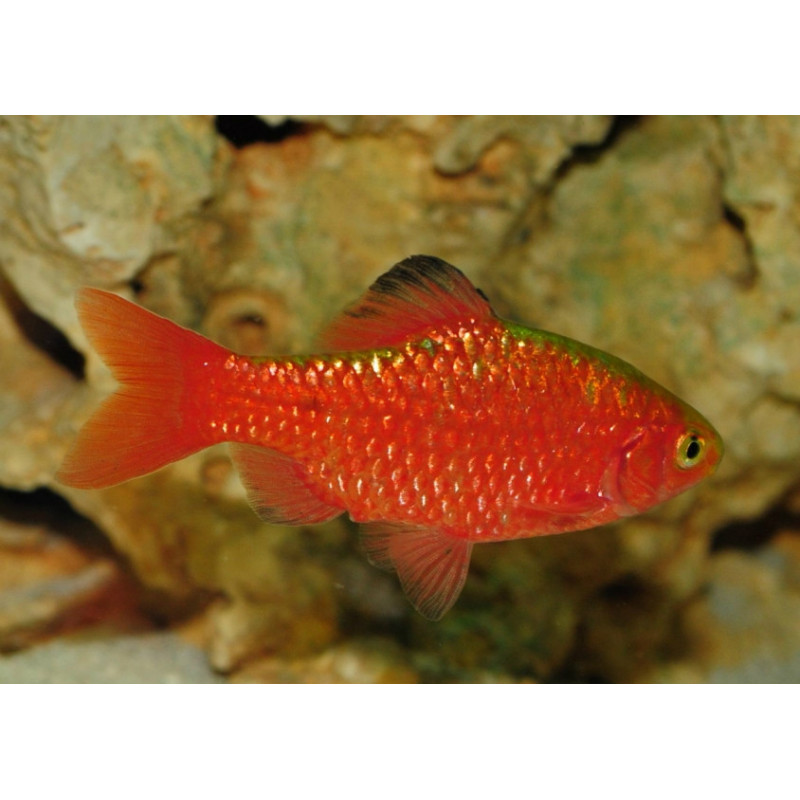 Barbus puntius conchonius diamant - 4 - 5 cm