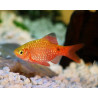 Barbus puntius conchonius gold - 3 - 3.5 cm