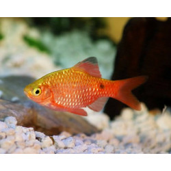 Barbus puntius conchonius gold - 3.5 - 4.5 cm