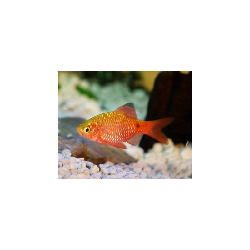 Barbus puntius conchonius gold - 3.5 - 4.5 cm