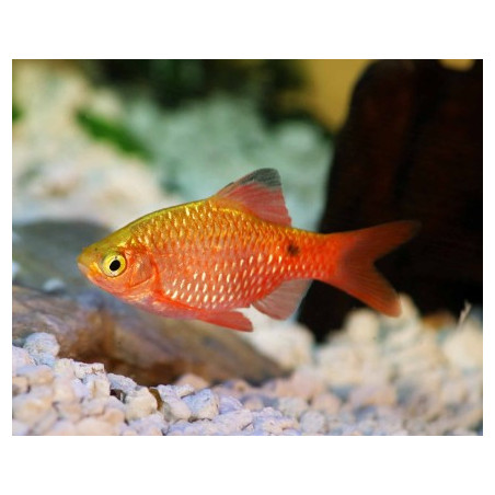 Barbus puntius conchonius gold - 3.5 - 4.5 cm