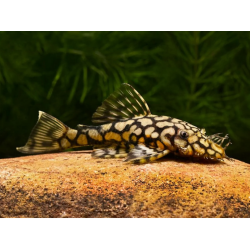 L519 Ancistrus Rio Itenez - 3 - 4 cm