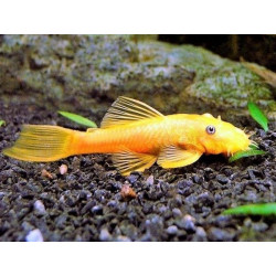 L144 Ancistrus lemon - 3 - 4 cm