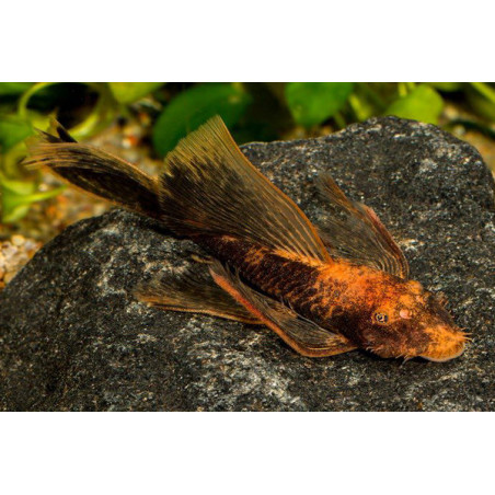 Ancistrus red black long fin - 2.5 - 3 cm