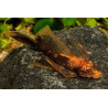 Ancistrus red black long fin - 2.5 - 3 cm