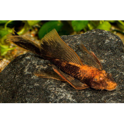 Ancistrus red black long fin - 5 - 6 cm