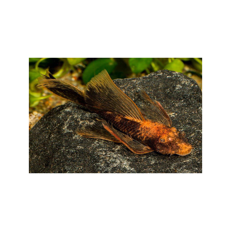 Ancistrus red black long fin - 5 - 6 cm