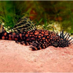 Ancistrus sp. rio paraguay - 3 - 4 cm