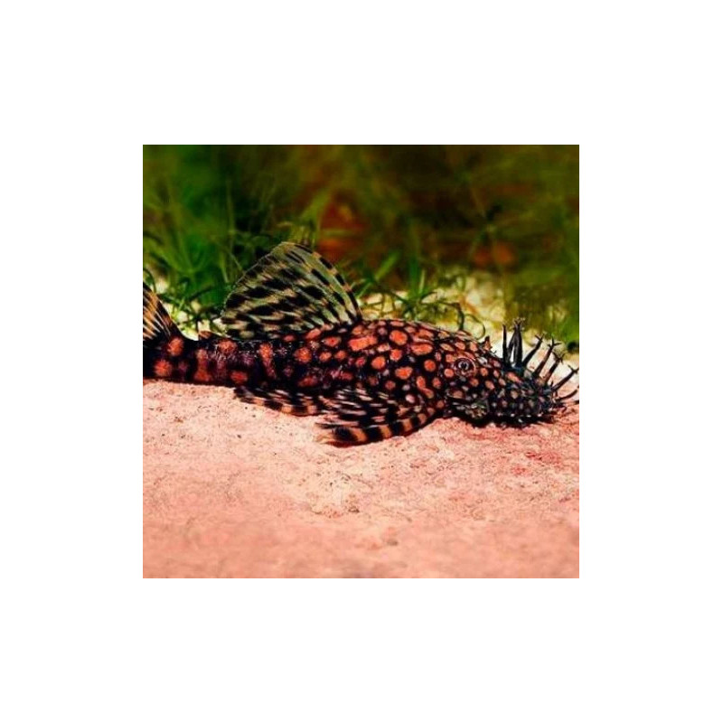 Ancistrus sp. rio paraguay - 3 - 4 cm