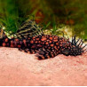 Ancistrus sp. rio paraguay - 3 - 4 cm