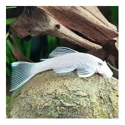 Ancistrus sp. snow white - 2.5 cm