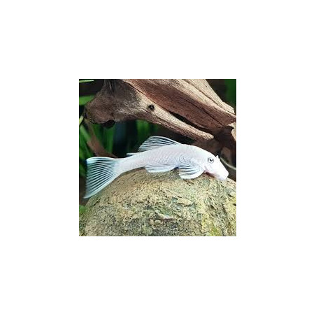 Ancistrus sp. snow white - 2.5 cm