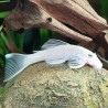 Ancistrus sp. snow white - 2.5 cm