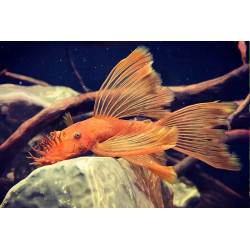 Ancistrus sp. super red long fin - 2 - 2.5 cm