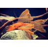 Ancistrus sp. super red long fin - 2 - 2.5 cm