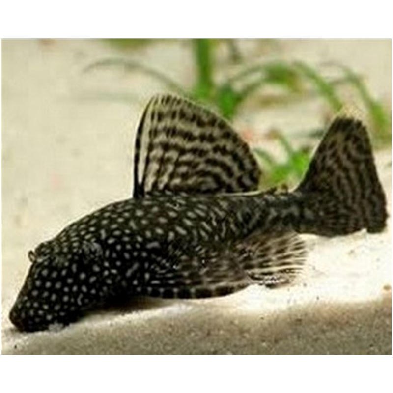 Ancistrus spec. - 2.5 - 3 cm