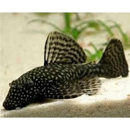 Ancistrus spec. - 2.5 - 3 cm