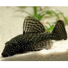 Ancistrus spec. - 2.5 - 3 cm