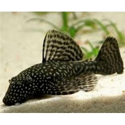 Ancistrus spec. - 3.5 - 4 cm