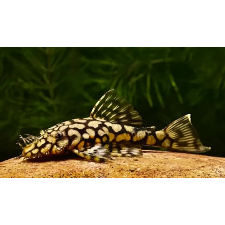 Ancistrus wabenmuster - 2.5 - 3 cm