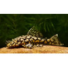 Ancistrus wabenmuster - 2.5 - 3 cm