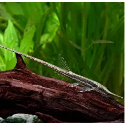 Farlowella acus - 7 - 10 cm