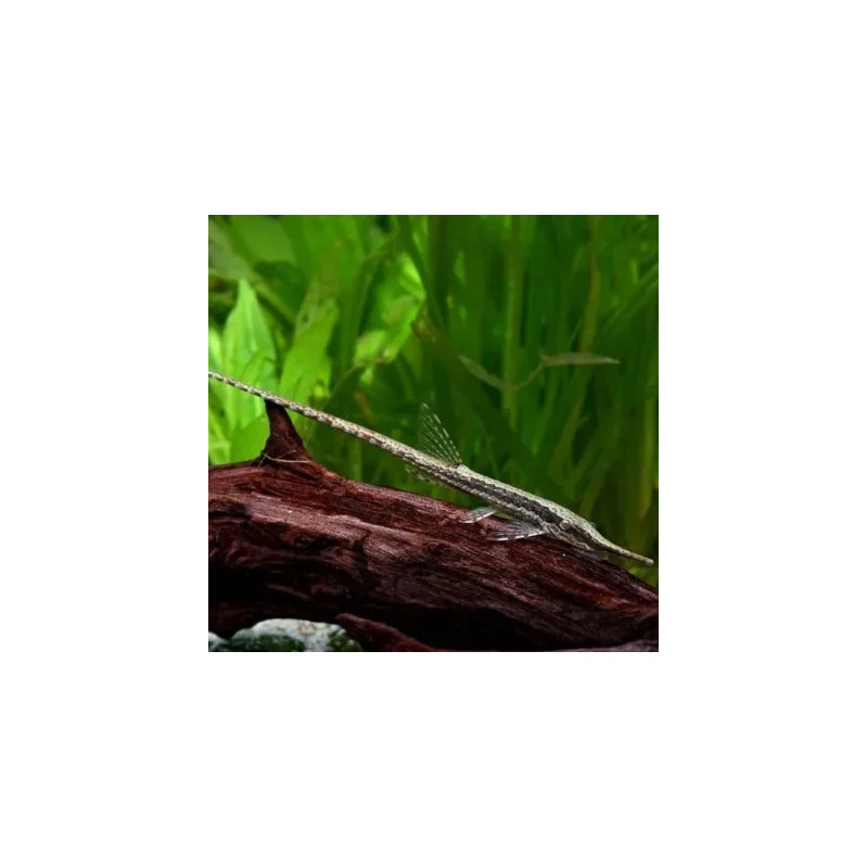 Farlowella acus - 7 - 10 cm