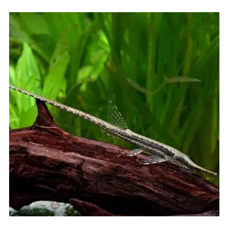 Farlowella acus - 7 - 10 cm