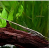 Farlowella acus - 7 - 10 cm