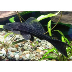 Hypostomus plecostomus - 25 - 30 cm