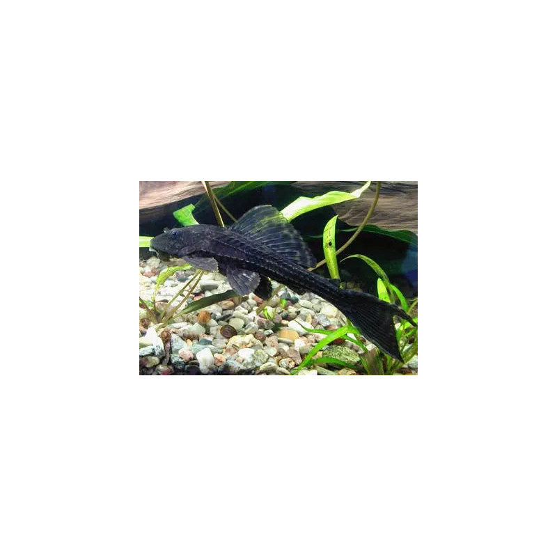 Hypostomus plecostomus - 25 - 30 cm