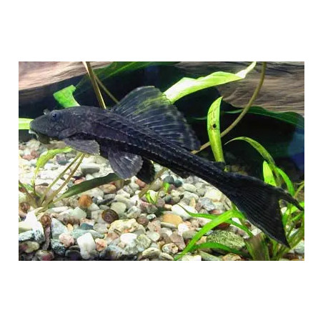 Hypostomus plecostomus - 25 - 30 cm