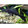 Hypostomus plecostomus - 25 - 30 cm