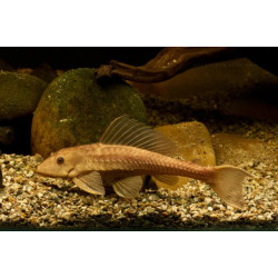 Hypostomus plecostomus gold - 6 cm