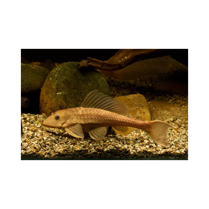 Hypostomus plecostomus gold - 6 cm