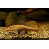 Hypostomus plecostomus gold - 6 cm