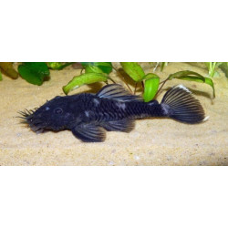 L034 Ancistrus ranunculus - 4 - 6 cm
