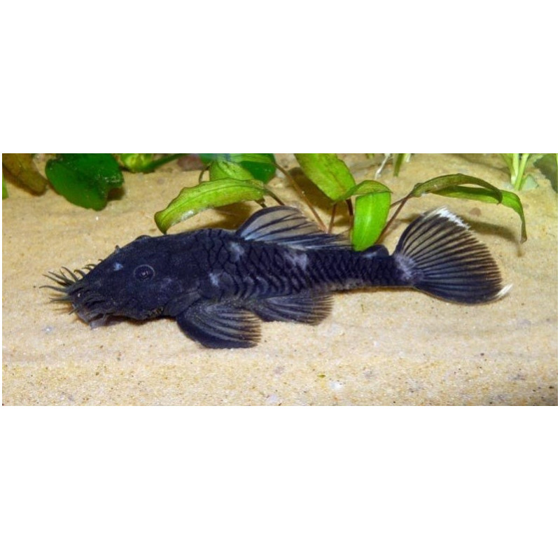 L034 Ancistrus ranunculus - 4 - 6 cm