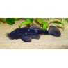 L034 Ancistrus ranunculus - 4 - 6 cm