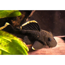 L047 Parancistrus sp. magnum - 5 cm