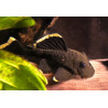 L047 Parancistrus sp. magnum - 5 cm
