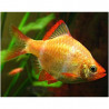 Barbus capoeta tetrazona h.k. - 2.5 - 3 cm