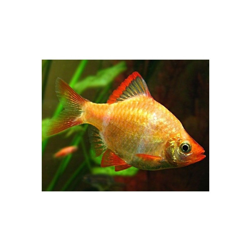 Barbus capoeta tetrazona h.k. - 3 - 3.5 cm