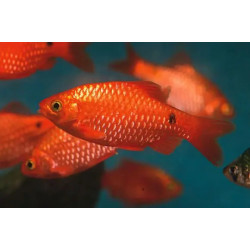 Barbus conchonius neon orange supercolor - 3.5 - 4 cm