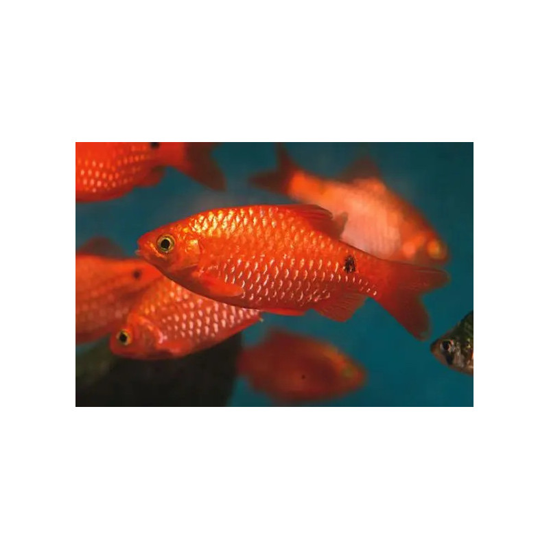 Barbus conchonius neon orange supercolor - 3.5 - 4 cm