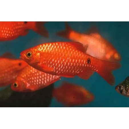 Barbus conchonius neon orange supercolor - 3.5 - 4 cm