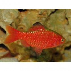 Barbus conchonius neon super color - 3 - 3.5 cm