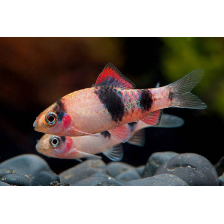 Barbus melanampyx (panda) 3 - 4 cm