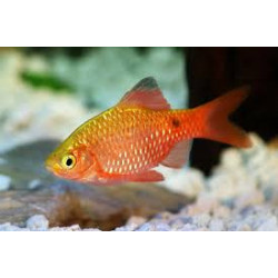 Barbus puntius conchonius - 3 - 4 cm